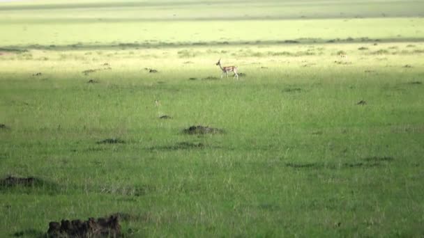 Gazelles High Grass Wild Africa — Stock Video