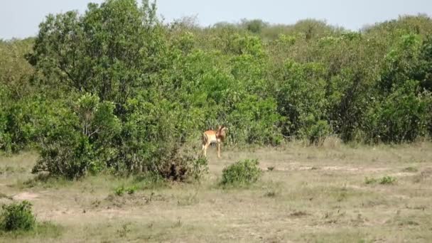 Gazelas Grama Alta Natureza África — Vídeo de Stock