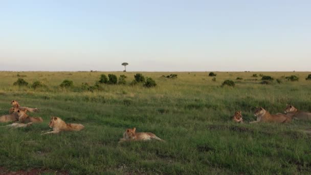 Impressive Wild Lions Wild Savannah Africa Masai Mara — Stock Video