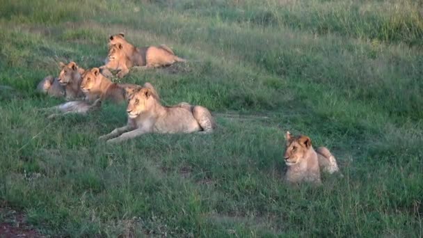 Imponujące Dzikie Lwy Dzikiej Sawannie Afryki Masai Mara — Wideo stockowe