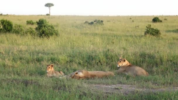 Impresionantes Leones Salvajes Sabana Salvaje África Masai Mara — Vídeos de Stock