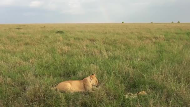 Leões Selvagens Impressionantes Savana Selvagem África Masai Mara — Vídeo de Stock