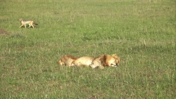 マサイ マラのアフリカの野生の印象的な雄ライオン — ストック動画