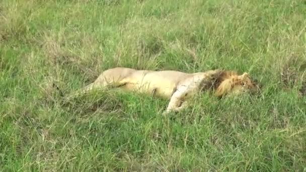 Ένα Εντυπωσιακό Αρσενικό Άγριο Λιοντάρι Στην Άγρια Φύση Της Αφρικής — Αρχείο Βίντεο