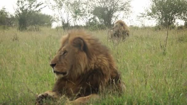 Ett Imponerande Manligt Vilt Lejon Afrikas Vildmark Masai Mara — Stockvideo