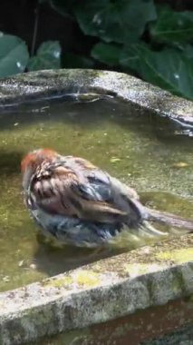 Şirin bir serçe banyo yapıyor ve kuş banyosunda eğleniyor..