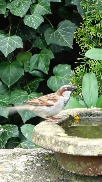 Cute Sparrow Bathing Having Fun Bird Bath — Stock Video
