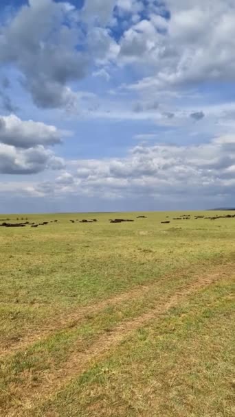 Buffalo Nella Savana Delle Praterie Africane — Video Stock