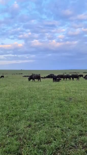 Buffalo Nella Savana Delle Praterie Africane — Video Stock