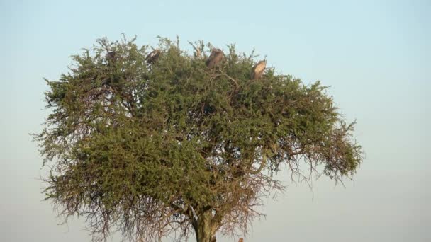 秃鹫在非洲大草原的树梢上做准备 — 图库视频影像