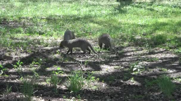 Una Famiglia Manguste Selvatiche Una Riserva Nella Savana Africa — Video Stock