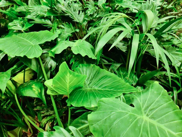 Large green leaves from tropical plants