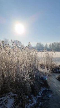 Kuzey Almanya 'da buzlu kamışlarla kaplı donmuş bir göl..
