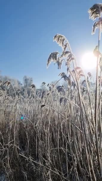 Заснеженное Озеро Ледяной Тростью Солнцем Севере Германии — стоковое видео