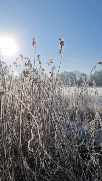 北ドイツの日差しで凍った湖で覆われた雪 — ストック動画