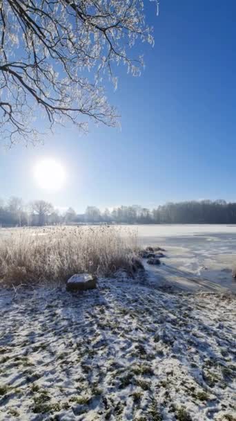 Ein Schneebedeckter Zugefrorener See Mit Eisigem Schilf Sonnenschein Norddeutschland — Stockvideo