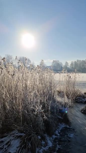 Μια Παγωμένη Λίμνη Καλυμμένη Παγωμένα Καλάμια Στον Ήλιο Στη Βόρεια — Αρχείο Βίντεο
