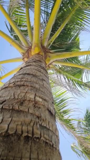Fotografiere Verticală Palmierilor Vânt Împotriva Cerului Albastru Maldivelor — Videoclip de stoc