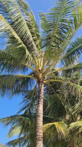在马尔代夫蓝天的映衬下 棕榈树迎风垂直拍打 — 图库视频影像