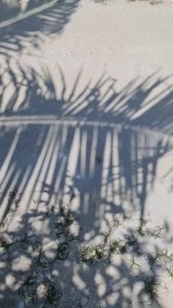 Captura Vertical Sombras Hojas Palma Moviéndose Viento Sobre Fondo Playa — Vídeos de Stock