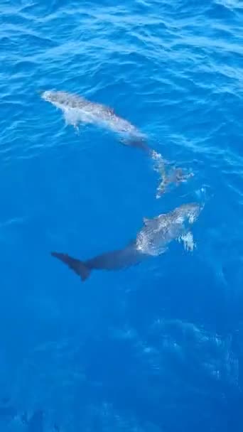 Fotografiere Verticală Delfini Care Joacă Apă Maldive — Videoclip de stoc