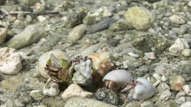 独居的隐居蟹在沙滩上穿梭 迷人的自然相遇 — 图库视频影像