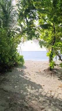 Maldivler 'in beyaz rüya kumsalında turkuaz mavi Hint Okyanusu olan bir palmiye ağacı..