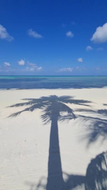 청록색 인도양과 몰디브의 해변에 야자수 — 비디오