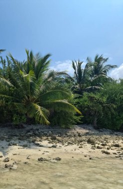 Maldivler 'deki Hint Okyanusu' nun güzel sahillerinde palmiye ağaçları