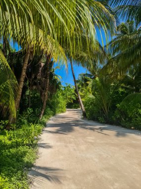 Güzel Maldivler 'de palmiye ağaçları olan küçük bir kum yolu.