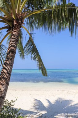 Hint Okyanusu 'ndaki Maldivler' in güzel sahillerinde palmiye ağaçları