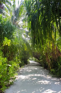 Maldivler adalarında palmiye ağaçları ile kaplı bir patika.