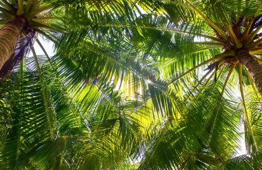 Maldivler 'de güneş ışığında tropik palmiye ağaçları