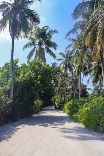Maldivler adalarında palmiye ağaçları ile kaplı bir patika.
