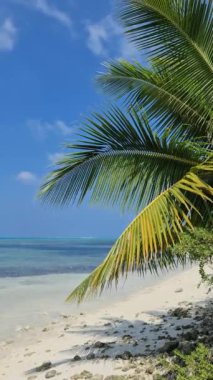 Maldivler 'in beyaz rüya kumsalında turkuaz mavi Hint Okyanusu olan bir palmiye ağacı..