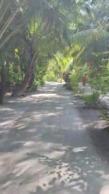 Maldivler 'in tropikal iklimindeki palmiye ağaçları ile kaplanmış tenha kumlu yollarda hareket.