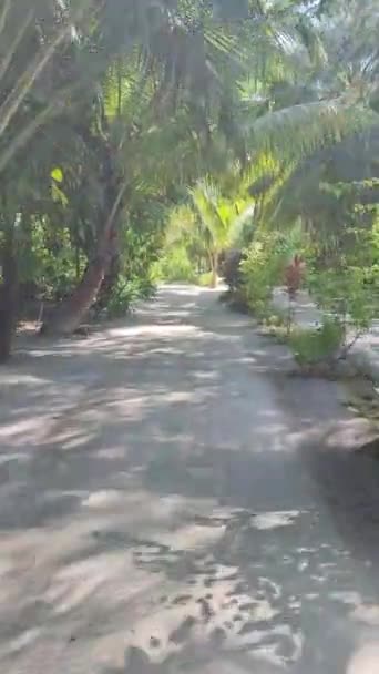 Ruch Samotnymi Piaszczystymi Ścieżkami Porośniętymi Palmami Tropikalnym Klimacie Malediwów — Wideo stockowe