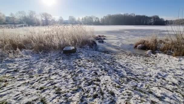 冬天冰封在冰封的湖面上的芦苇 — 图库视频影像