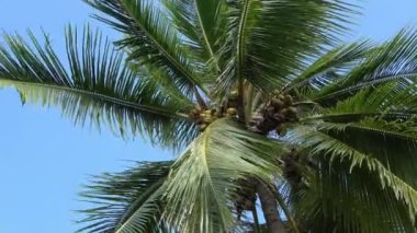 Rüzgarda sallanan palmiye ağaçları masmavi bir gökyüzüne karşı.