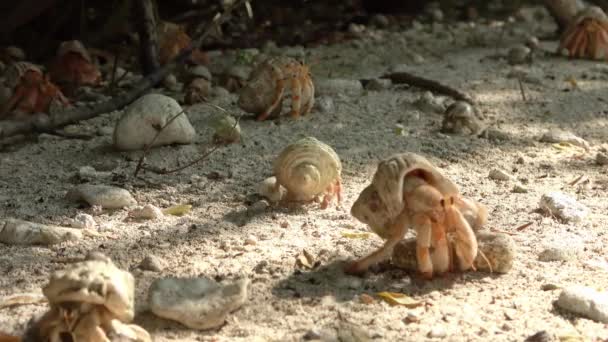 许多隐士蟹的近景 它们带着不同的贝壳爬过沙滩 — 图库视频影像