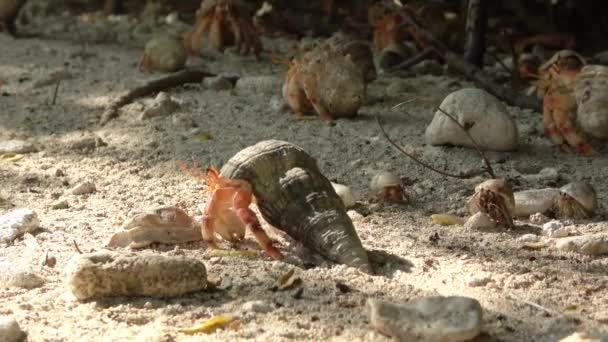 许多隐士蟹的近景 它们带着不同的贝壳爬过沙滩 — 图库视频影像