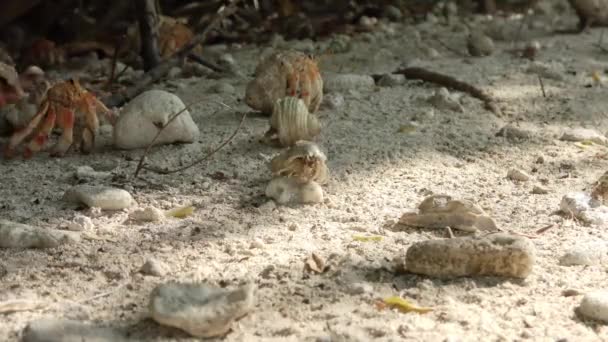砂の上にさまざまな貝殻を持つ多くのヘミットカニのタイムラウンドレコーディング — ストック動画