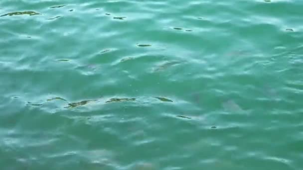 Vista Pequenos Tubarões Superfície Oceano Índico Procura Comida — Vídeo de Stock