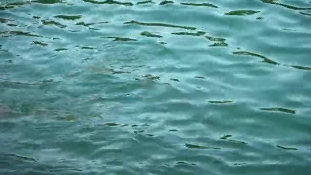 Widok Rekinów Powierzchnię Oceanu Indyjskiego Szukających Pożywienia — Wideo stockowe