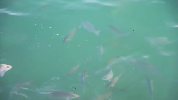 Vista Pequeños Tiburones Superficie Del Océano Índico Buscando Comida — Vídeos de Stock