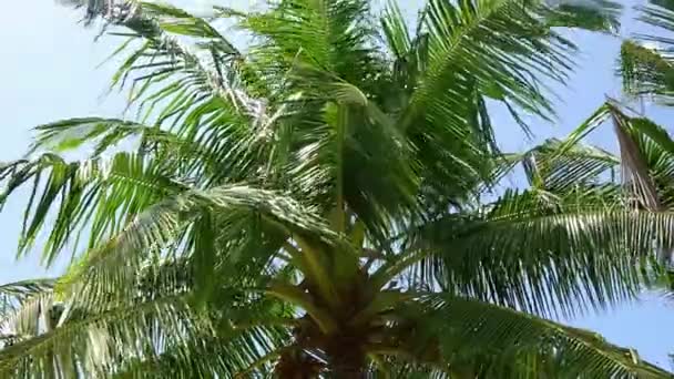 Time Lapse Palmier Dans Vent Contre Ciel Bleu Des Tropiques — Video