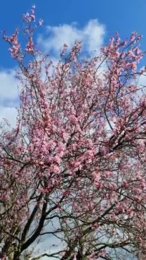 Pembe ve mor çiçek açan erik ağacı dallarını rüzgarda hareket ettirir..