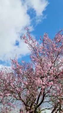 Pembe ve mor çiçek açan erik ağacı dallarını rüzgarda hareket ettirir..