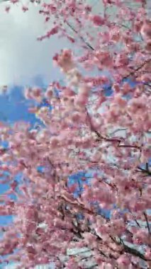 Pembe ve mor çiçek açan erik ağacı dallarını rüzgarda hareket ettirir..