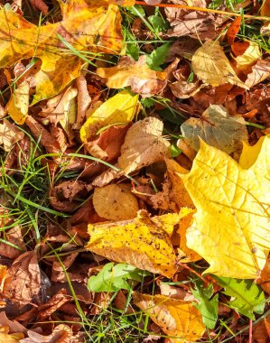 Arkaplan ya da dokular için renkli sonbahar yaprakları